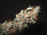 mini-Picture 003.jpg