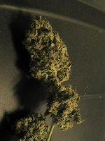 PIC_0181.JPG