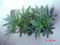 HP 019_resize.jpg