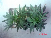 HP 034_resize.jpg