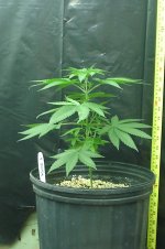 G13Hz Nov 22 2010 C.jpg