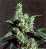SSB-Silver_Haze.gif