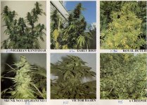 SSSC87photos.jpg
