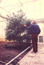old Ed in Greenhouse 1984kopie.jpg