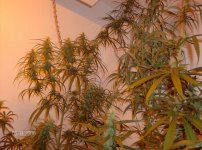 supersilverhaze 066.jpg