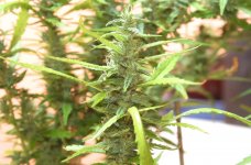 IMG_0013.JPG