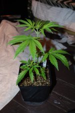 MgHz #2.jpg