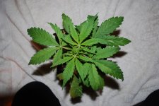 MgHz #5.jpg