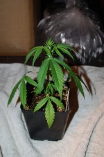 MgHz #14.jpg