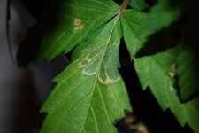 Burn and Red stem.jpg