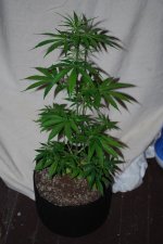 MgHz #5.jpg
