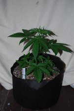 MgHz #12.jpg
