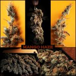 MANGO HAZE DRIED.jpg