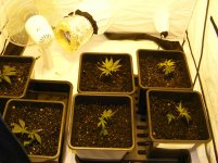 Casey Jones- Blue Chem-PsycosisxDeisel- Nov2011.jpg