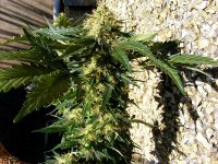 ortega-october_18-_red_hairs.jpg