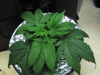 PIC_0294.JPG