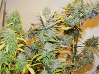 Fattening Up- Casey Jones And Psychodeisel- Feb9.jpg