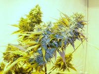 Casey Jones And Psychodeisel- Day47- Feb9.jpg