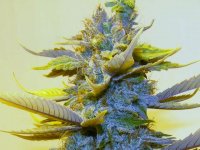 Blue Chem - Day 46 of 70- Feb4.jpg