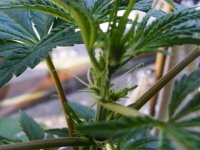 G13xHaze- Pistils- 11 Females Total.jpg