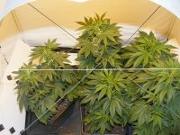 March20-G13xHaze- Post Bloom.jpg