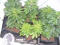 MNS-G13xHaze- Pre Rootbastic-17march.jpg