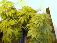 MNS G13xHaze- Let Soil Dry Out.jpg