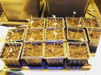 g13xhaze-f2-36 hours- mns viability.jpg
