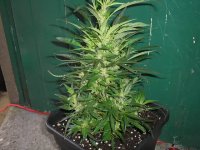 AliBaba-SingleLeafSativa.jpg