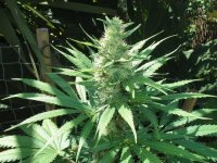 MrNiceShit-Aug15-003.jpg