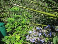TurunkTurkishandComfrey-NoBugs.jpg