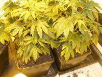 MNS F2 Seeds- Viable- Grown From Seed At 12-12.jpg