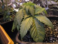 MaryJanePhenobefore12-12.jpg