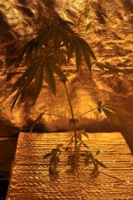 1 - Day 36 - Day 0 Flower.JPG