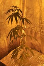 2 - Day 36 - Day 0 Flower.JPG