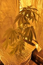 3 - Day 36 - Day 0 Flower.JPG