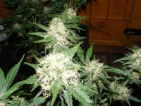 Few Red Pistils-NL1-Ortega- 2011.jpg