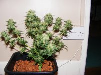Ortega Fattening Up- Aug2011.jpg