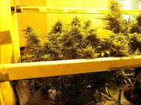 DWC-Grow4Free-Double Tub DWC Cheese.jpg