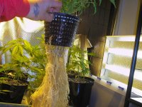 DWC- Powercheddar Roots- Sub 10 Degrees.jpg