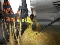 DWC On A Shoestring- Two Cheese Plants.png