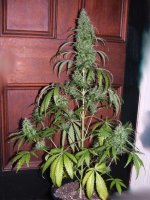 2004_010120080010.JPG