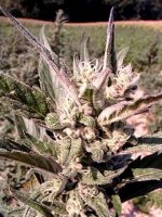 German Bud.jpg