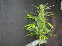 Aug20-BabyTurk.jpg
