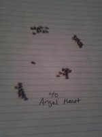 angelheartseeds.jpg