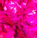 Angel Heart 5 weeks Bud Shot (2).jpg