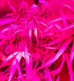 Angel Heart Early Week 6 2 (2).jpg