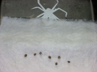 Angel Heart seedlings 006.jpg
