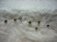Angel Heart seedlings 004.jpg