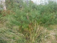 whole plant.jpg